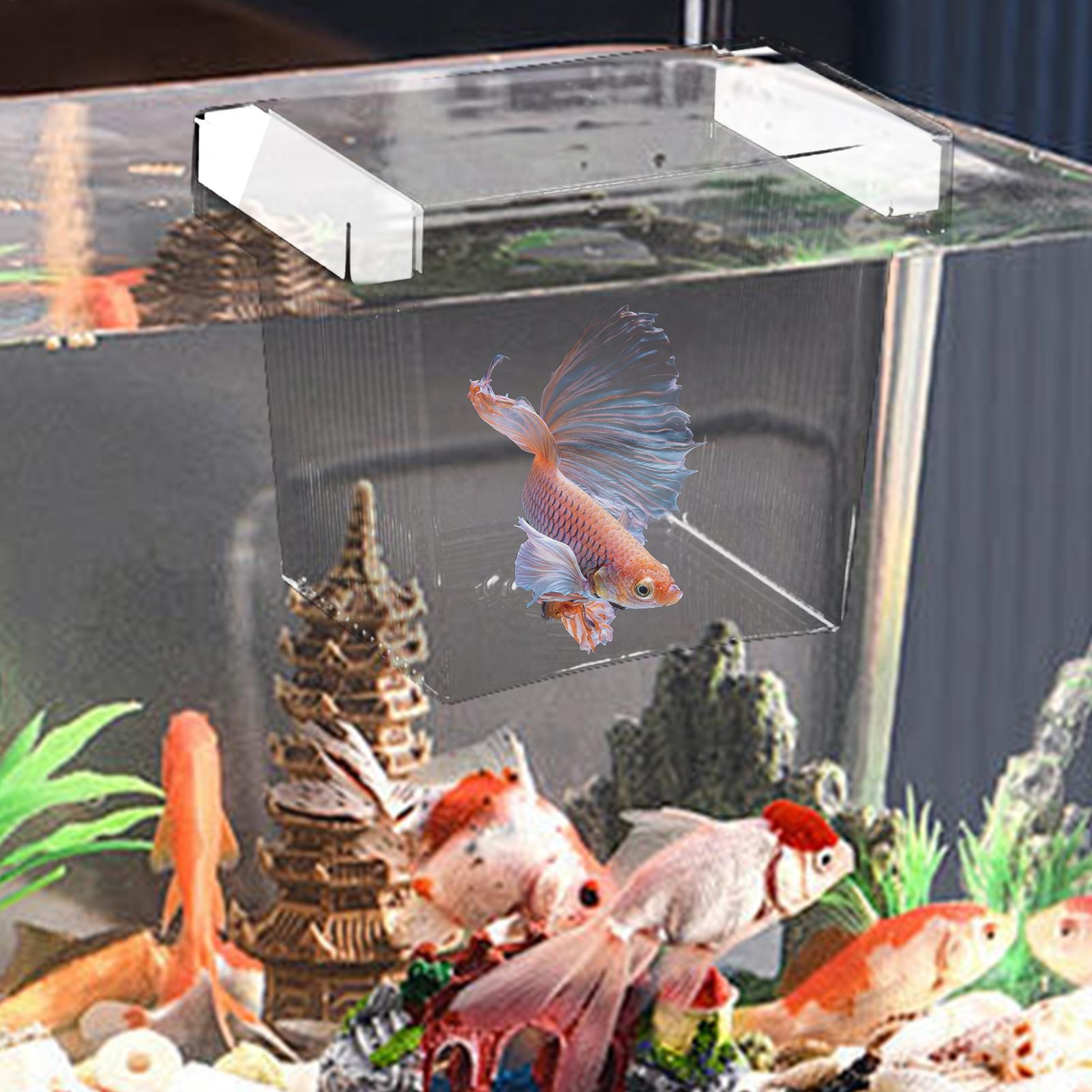Floating Fish Breeding Isolati - Betta Fish Tank review and price