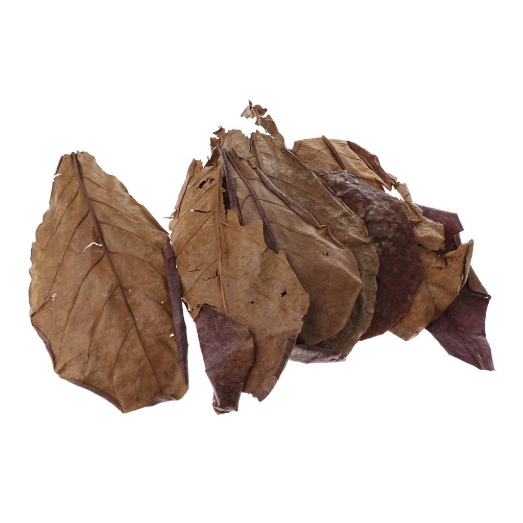 Fish Aquariums Indian Almond L - Betta Fish Tank review and price