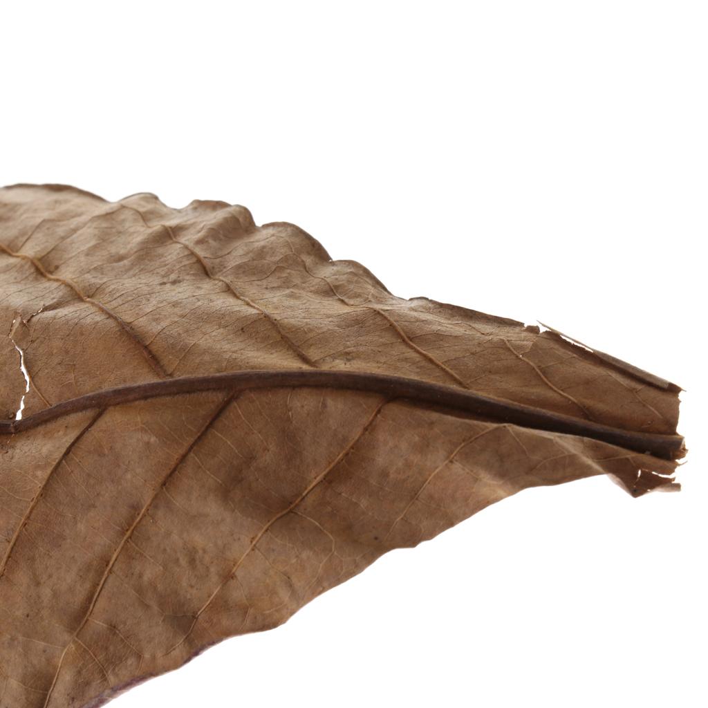 Fish Aquariums Indian Almond L - Betta Fish Tank review and price