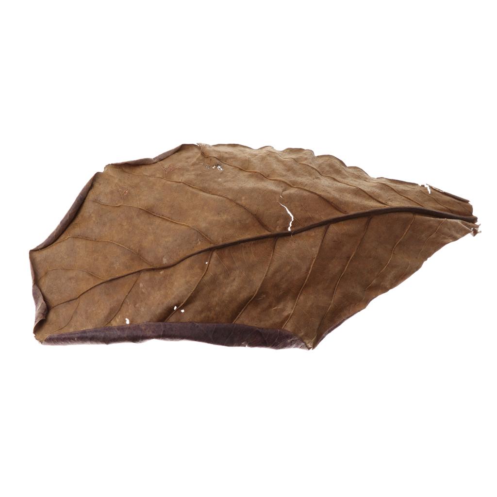 Fish Aquariums Indian Almond L - Betta Fish Tank review and price
