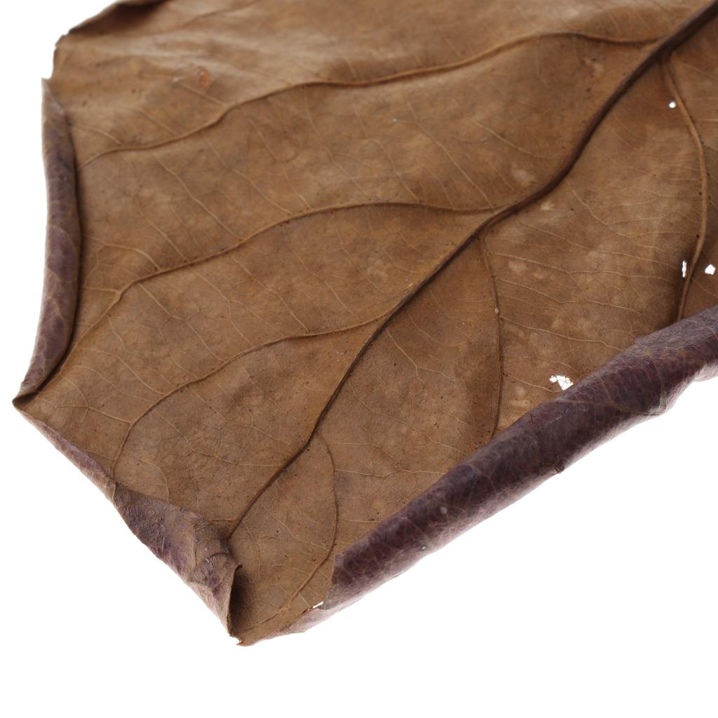 Fish Aquariums Indian Almond L - Betta Fish Tank review and price
