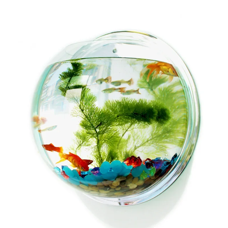Pinsjar Acrylic Fish Bowl Wall - Betta Fish Tank review and price