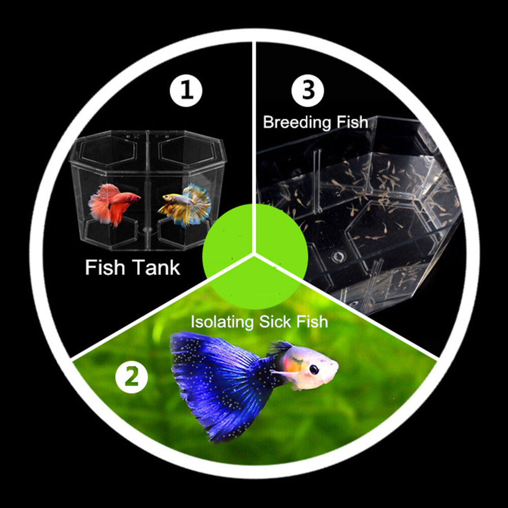 Acrylic Two Splits Guppy Fish  - Betta Fish Tank review and price