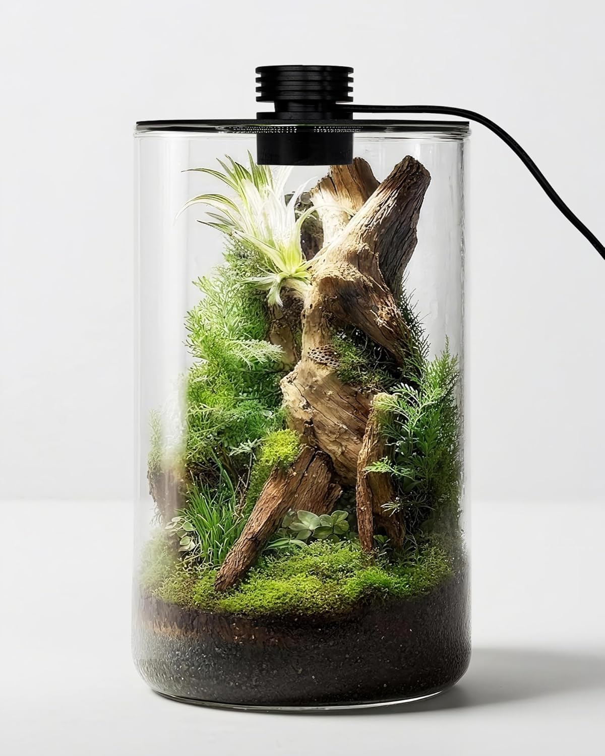 Indoor Glass Terrarium with Gr - Betta Fish Tank review and price
