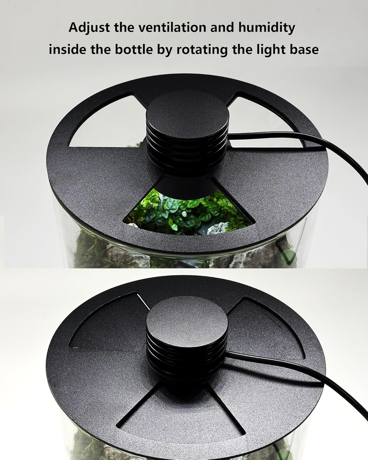 Indoor Glass Terrarium with Gr - Betta Fish Tank review and price